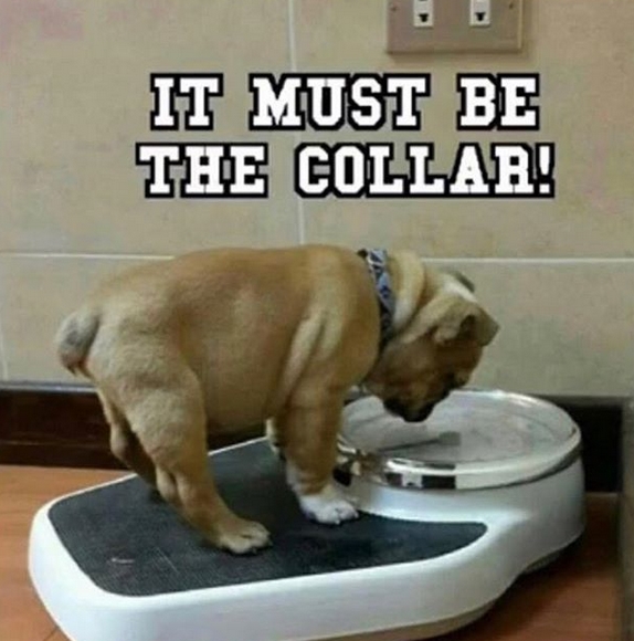 15 Funny English Bulldog Memes To Make Your Day 11 15 Funny English Bulldog Memes To Make Your Day 11