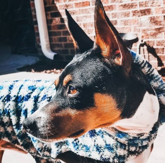 15 Pictures That Prove Rat Terriers Are Perfect Weirdos 11