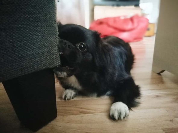 16 Pictures That Prove Tibetan Spaniels Are Perfect Weirdos 11