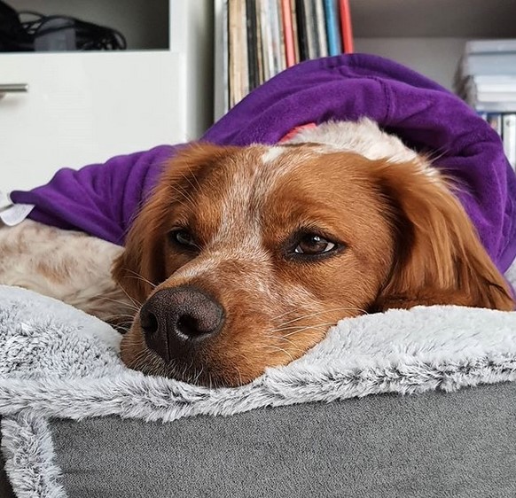 15 Pictures That Prove Brittany Spaniels Are Perfect Weirdos 11