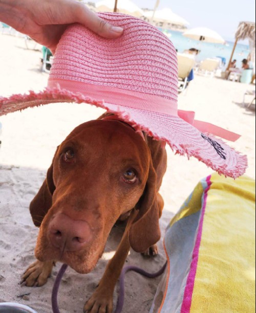16 Pictures That Prove Vizslas Are Perfect Weirdos 11
