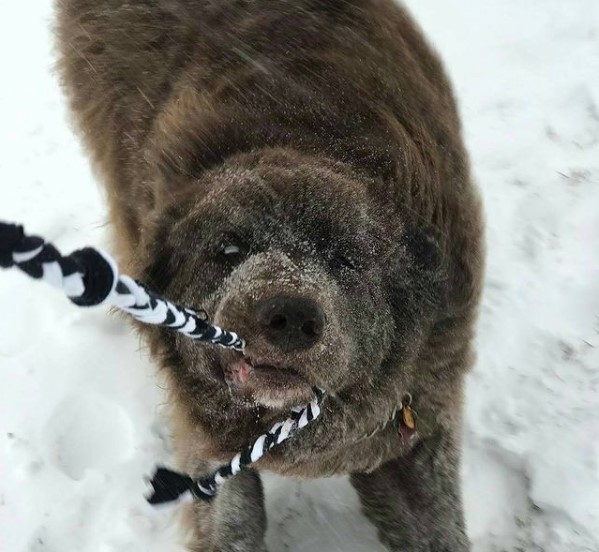 15 Pictures That Prove Newfoundlands Are Perfect Weirdos 11