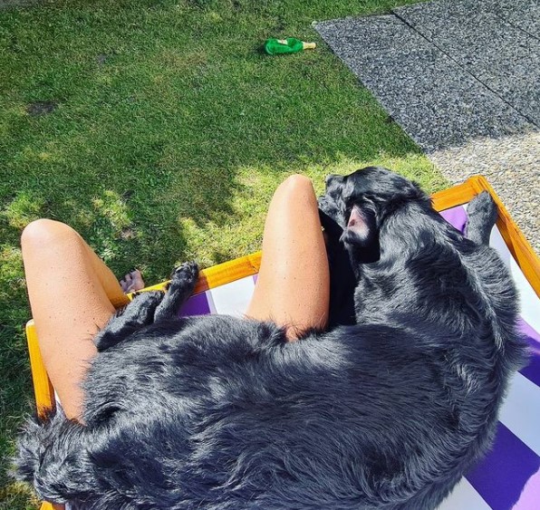 15 Pictures That Prove Flat-Coated Retrievers Are Perfect Weirdos 11