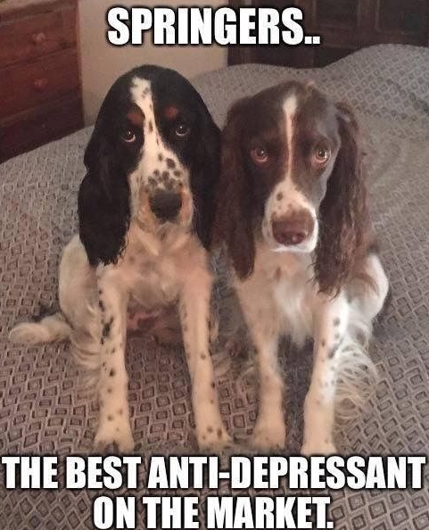 15 Funny Springer Spaniel Memes To Make Your Day 11 15 Funny Springer Spaniel Memes To Make Your Day 11