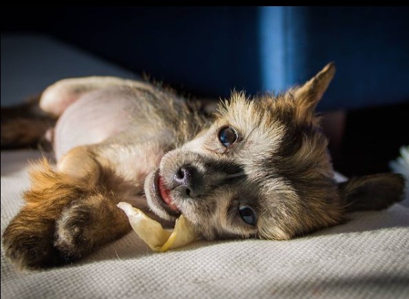 15 Pictures That Prove Chinese Crested Dogs Are Perfect Weirdos 11