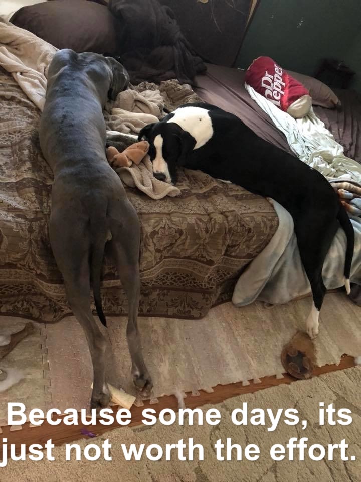 15 Funny Great Dane Memes To Make Your Day 11