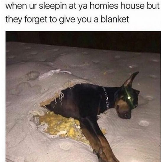 15 Funny Doberman Pinscher Memes To Make Your Day 11