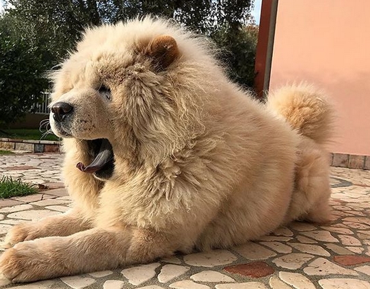 15 Funny Chow Chow Memes To Make Your Day 11 15 Funny Chow Chow Memes To Make Your Day 11