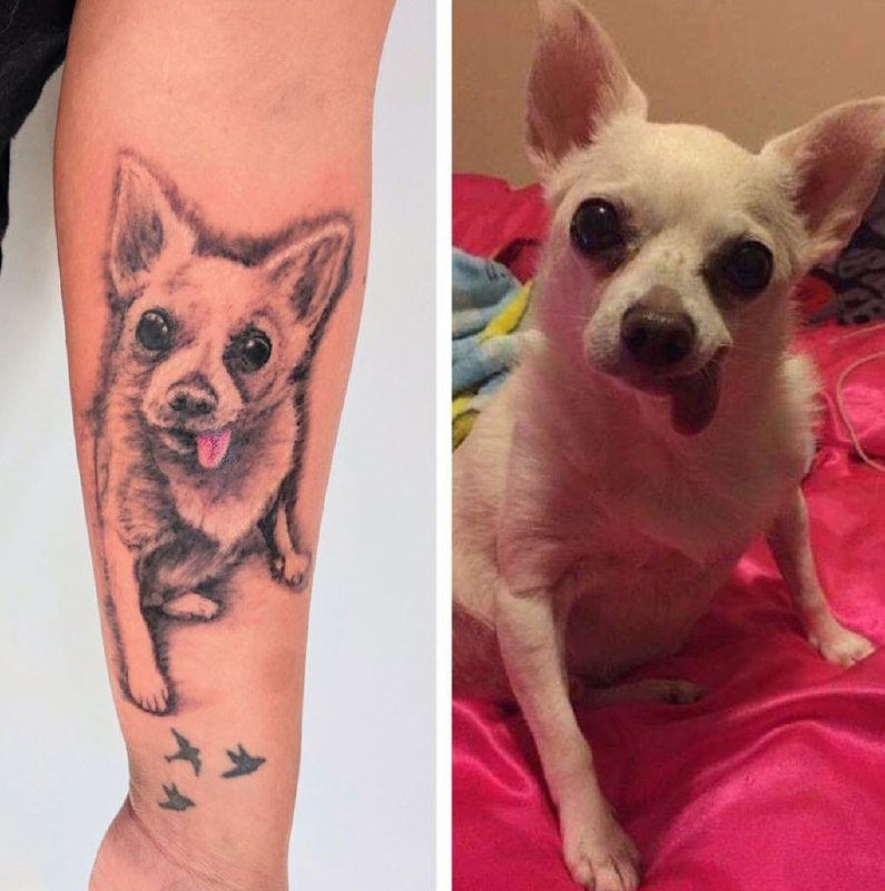 15 Chihuahua Tattoo Ideas 47 15 Chihuahua Tattoo Ideas 47