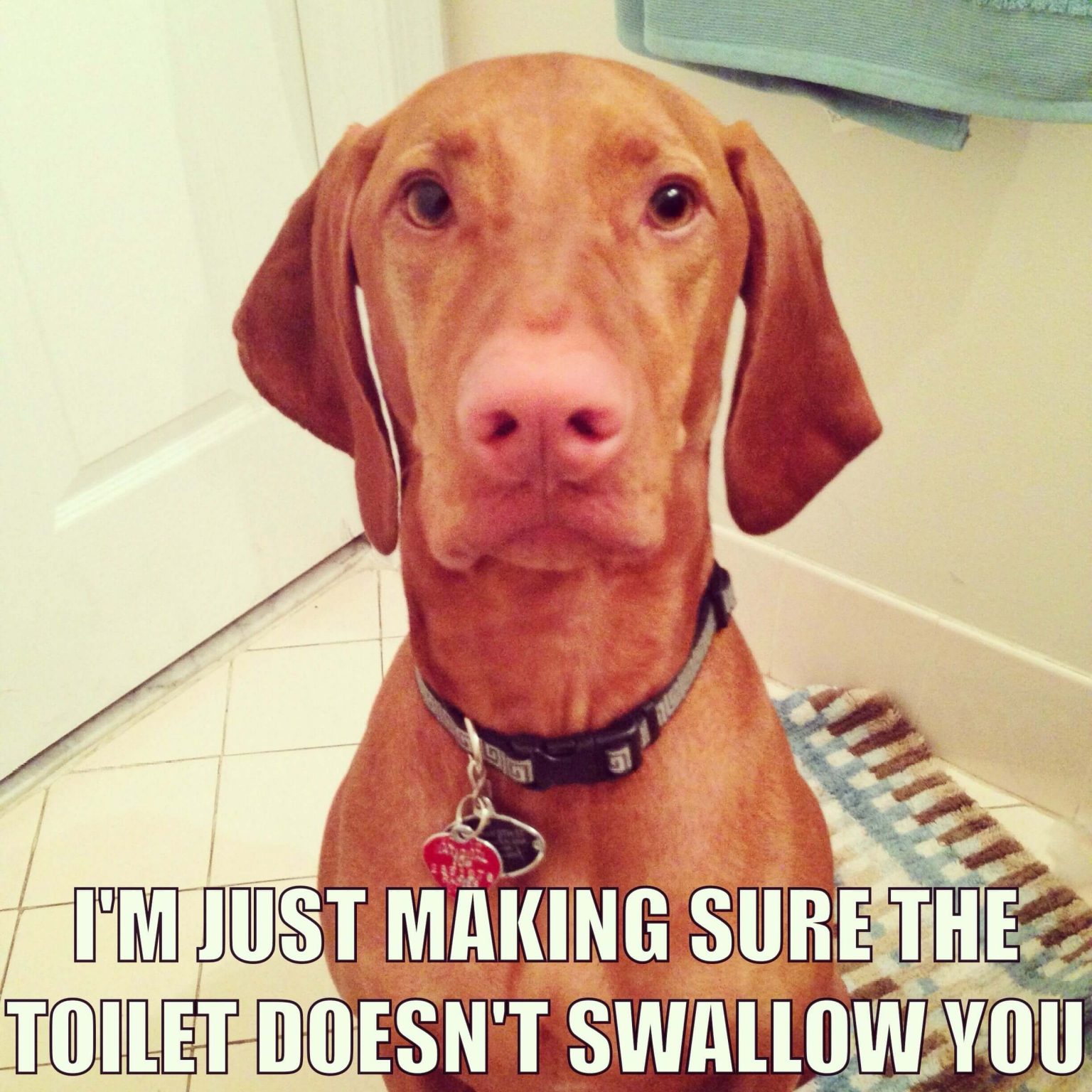 15 Funny Vizsla Memes To Make Your Day 11