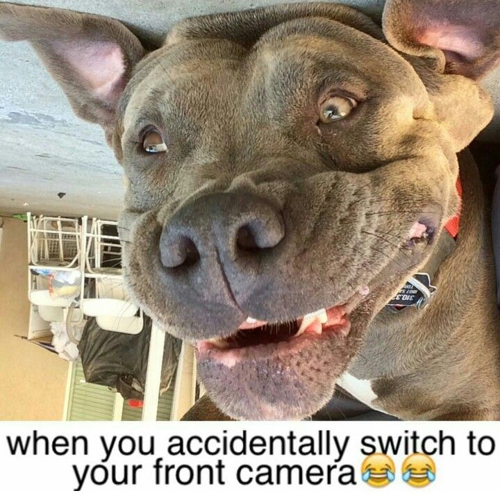 15 Funny Pit Bull Memes To Make Your Day 11