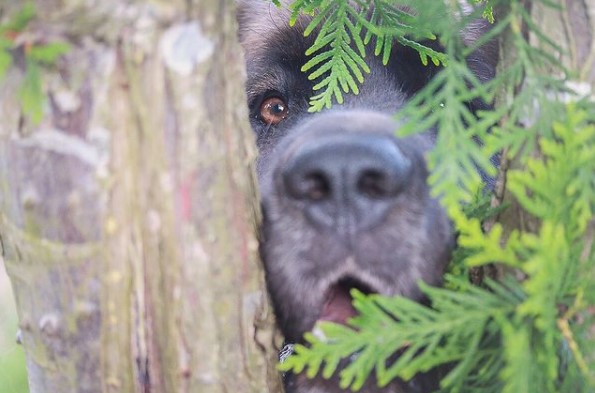 16 Pictures That Prove Leonbergers Are Perfect Weirdos 10