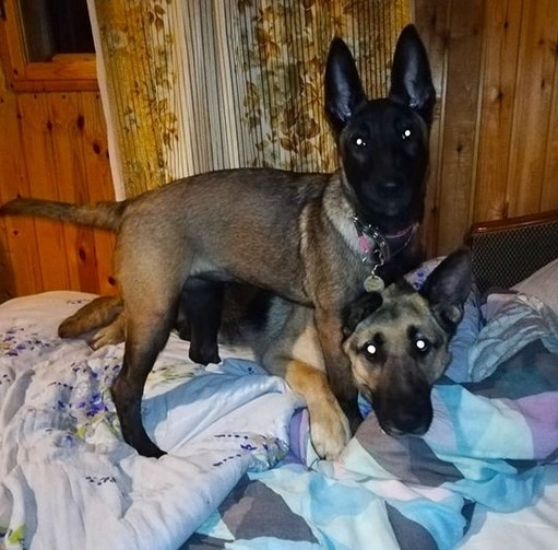 15 Pictures That Prove Belgian Malinoises Are Perfect Weirdos 11