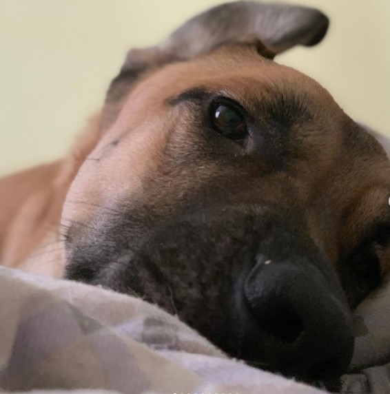 15 Pictures That Prove Anatolian Shepherds Are Perfect Weirdos 11