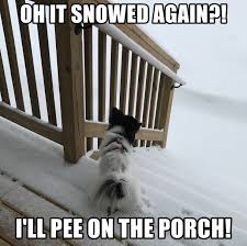 15 Funny Papillon Memes To Make Your Day 11