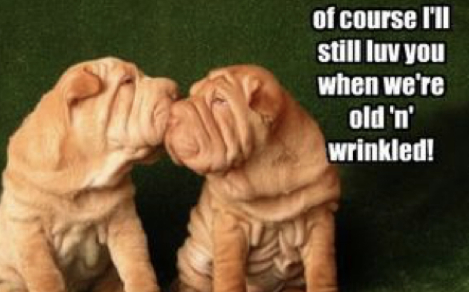 15 Funny Shar-Pei Memes To Make Your Day 11 15 Funny Shar-Pei Memes To Make Your Day 11