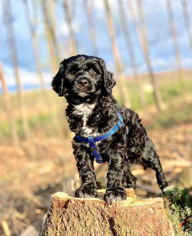 Portuguese Wasserhund or Portuguese Water Dog 40