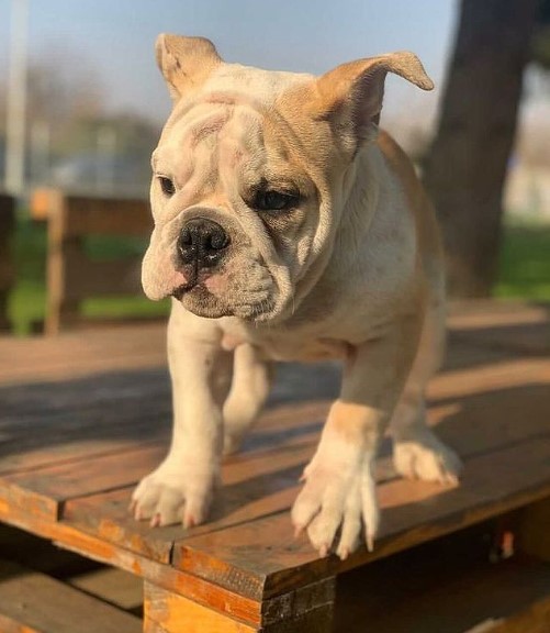 15 Pictures That Prove English Bulldogs Are Perfect Weirdos 9 15 Pictures That Prove English Bulldogs Are Perfect Weirdos 9