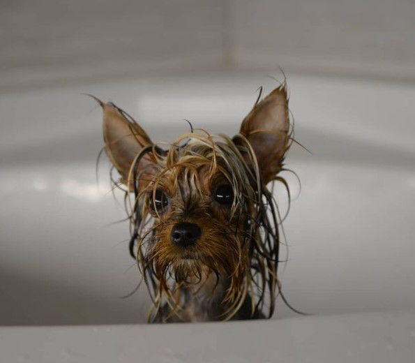 16 Pictures That Prove Yorkies Are Perfect Weirdos 5