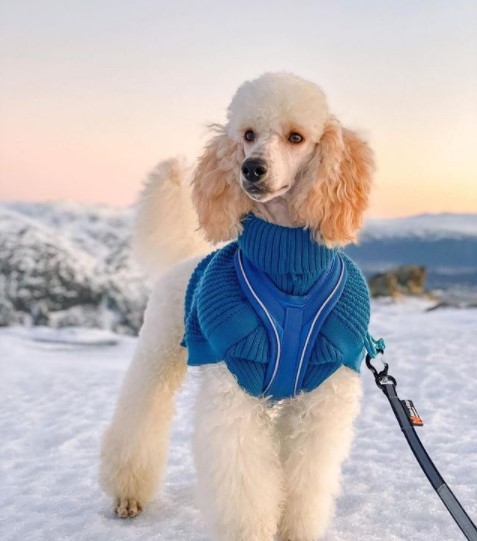 15 Pictures That Prove Poodles Are Perfect Weirdos 11