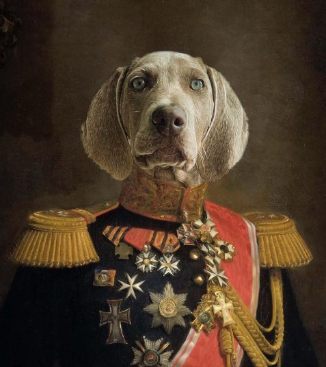 16 Pictures That Prove Weimaraners Are Perfect Weirdos 5