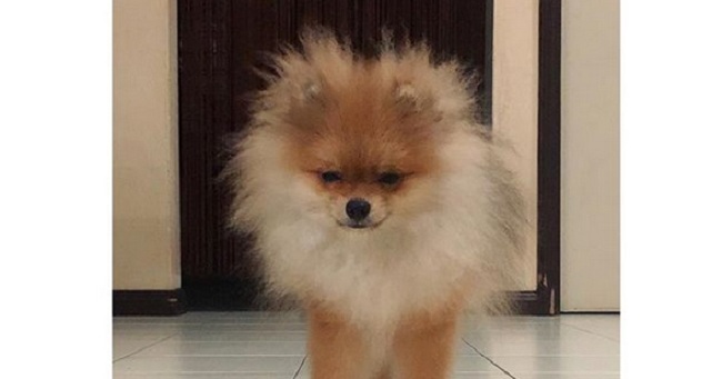 15 Funny Pomeranian Memes To Make Your Day