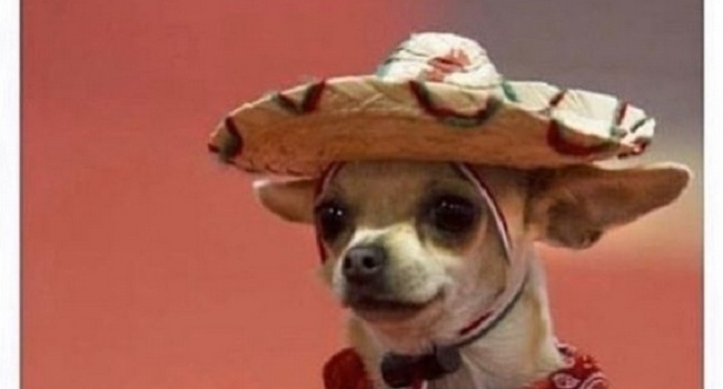 15 Funny Chihuahua Memes To Make Your Day