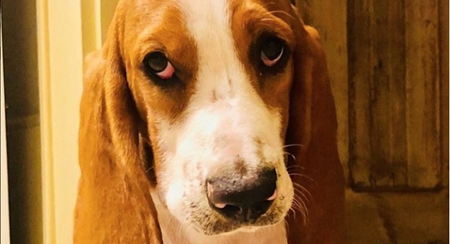 15 Funny Basset Hound Memes To Make Your Day