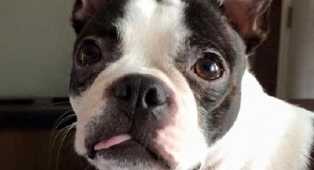 15 Funny Boston Terrier Memes To Make Your Day