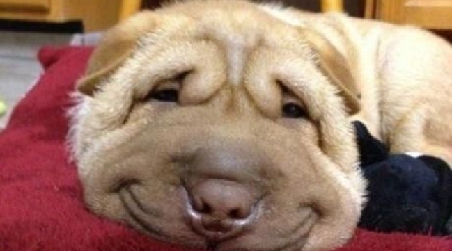 15 Funny Shar-Pei Memes To Make Your Day