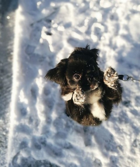 16 Pictures That Prove Tibetan Spaniels Are Perfect Weirdos 5
