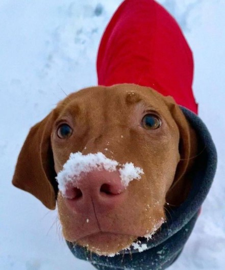 16 Pictures That Prove Vizslas Are Perfect Weirdos 5
