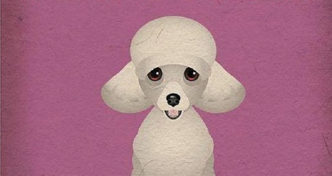 15 Funny Poodle Memes To Make Your Day