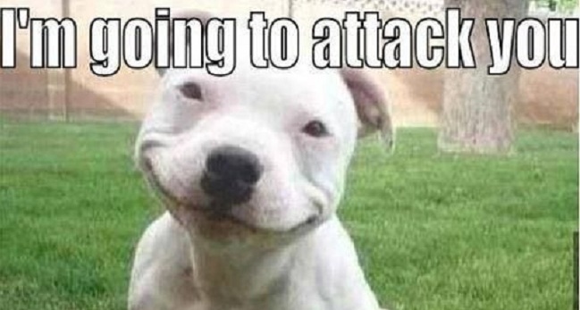 15 Funny Pit Bull Memes To Make Your Day