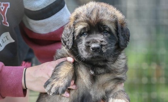 16 Pictures That Prove Leonbergers Are Perfect Weirdos 11