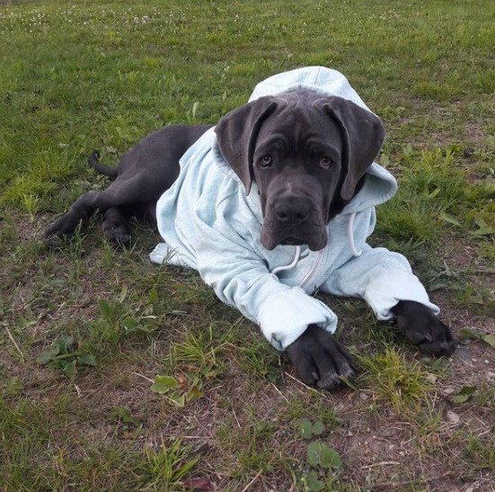 16 Pictures That Prove Cani Corsi Are Perfect Weirdos 9