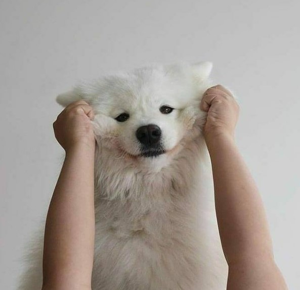16 Pictures That Prove Samoyeds Are Perfect Weirdos 5