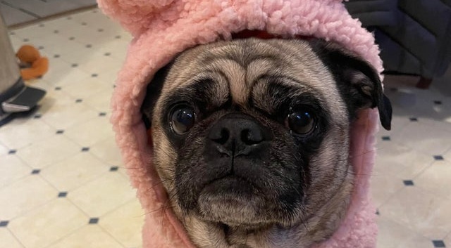15 Things Only Pug Owners Will Understand