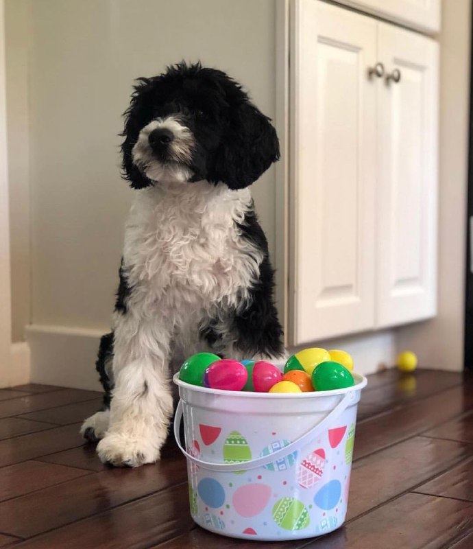 Portuguese Wasserhund or Portuguese Water Dog 41
