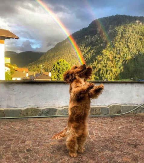 15 Pictures That Prove Cocker Spaniels Are Perfect Weirdos 10