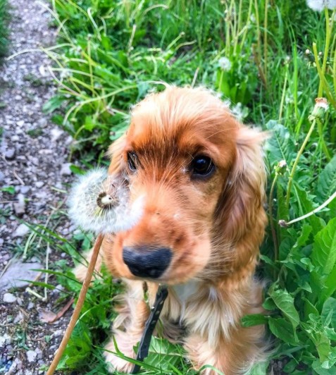 15 Pictures That Prove Cocker Spaniels Are Perfect Weirdos 11