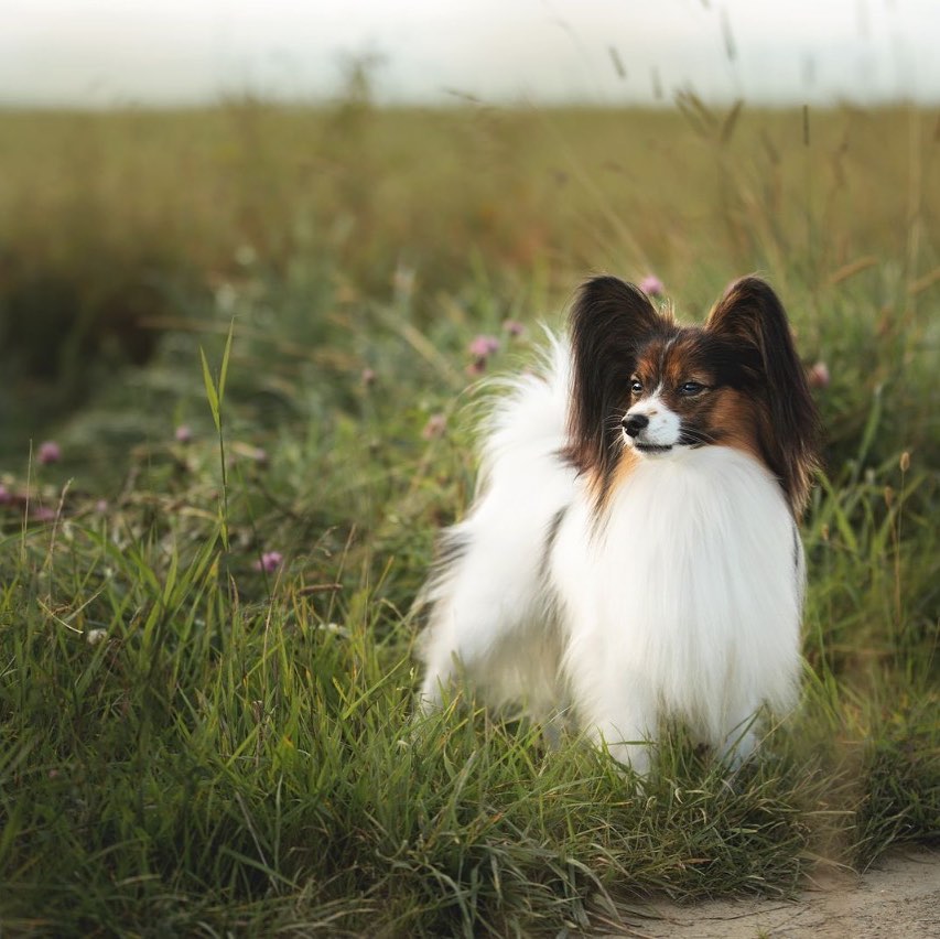 15 Cool Facts About Papillons 9