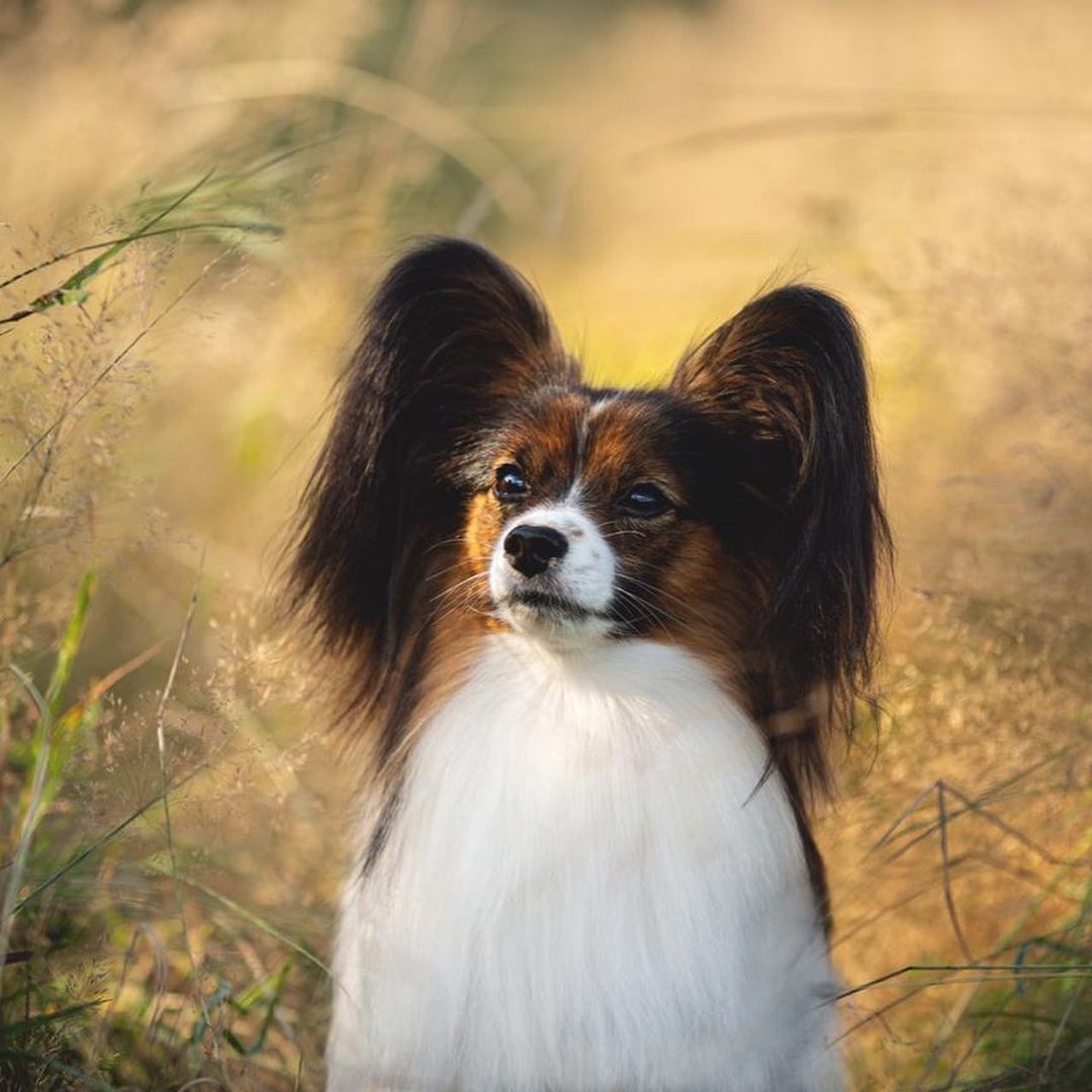 15 Cool Facts About Papillons 11