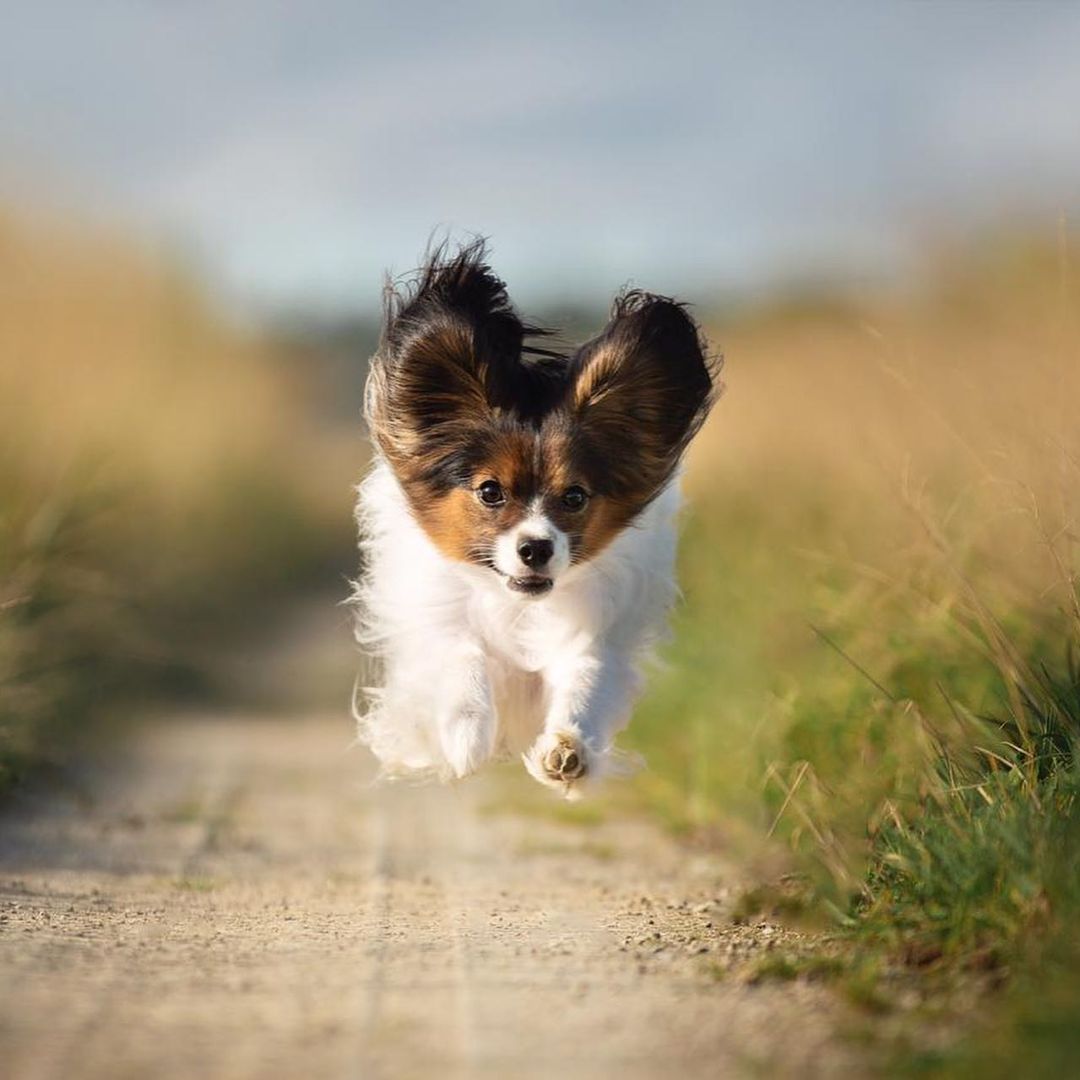 15 Cool Facts About Papillons 9