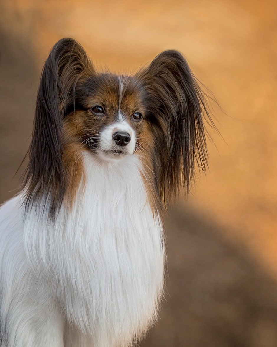 15 Cool Facts About Papillons 10