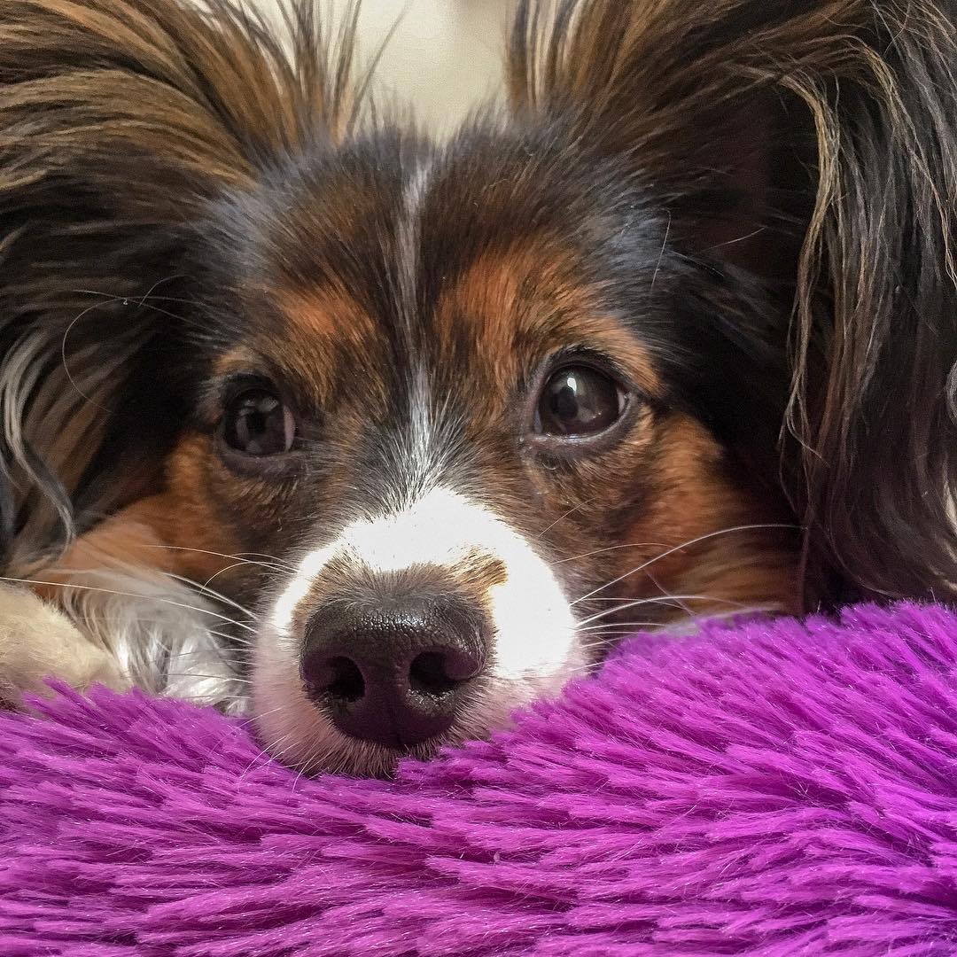 15 Cool Facts About Papillons 11