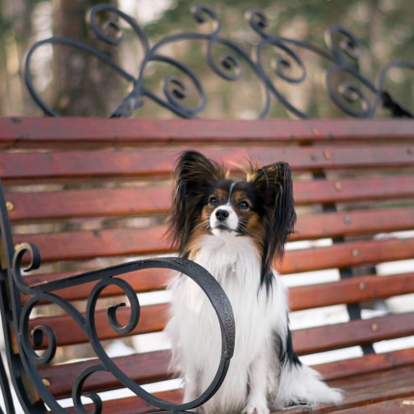 15 Amazing Facts About Papillons You Probably Never Knew 10