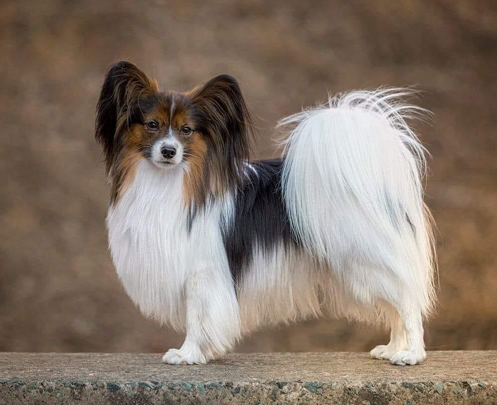 15 Amazing Facts About Papillons You Probably Never Knew 11