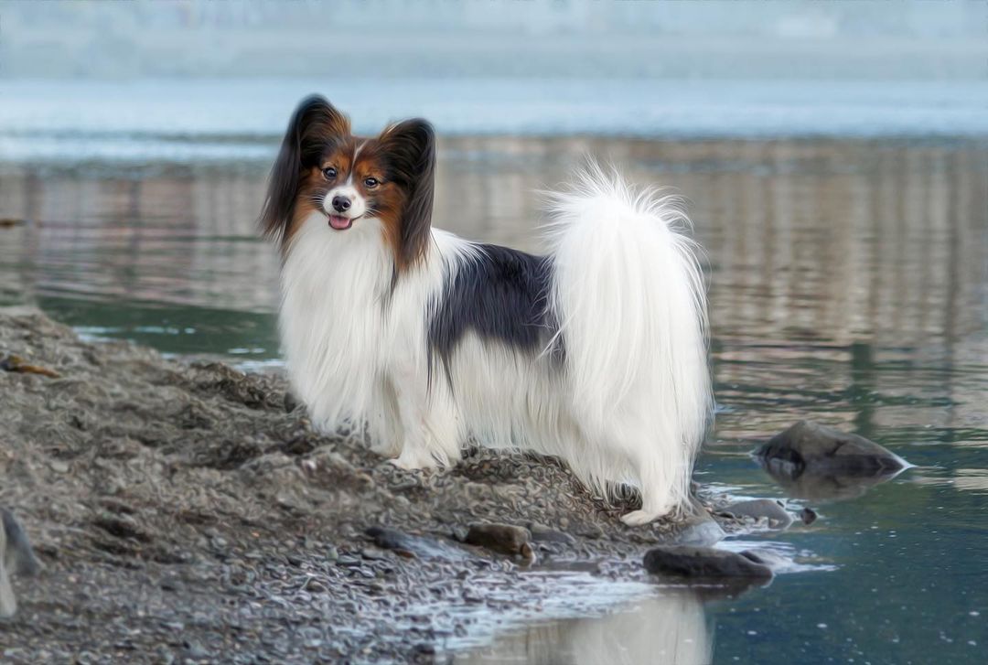 15 Amazing Facts About Papillons You Probably Never Knew 11