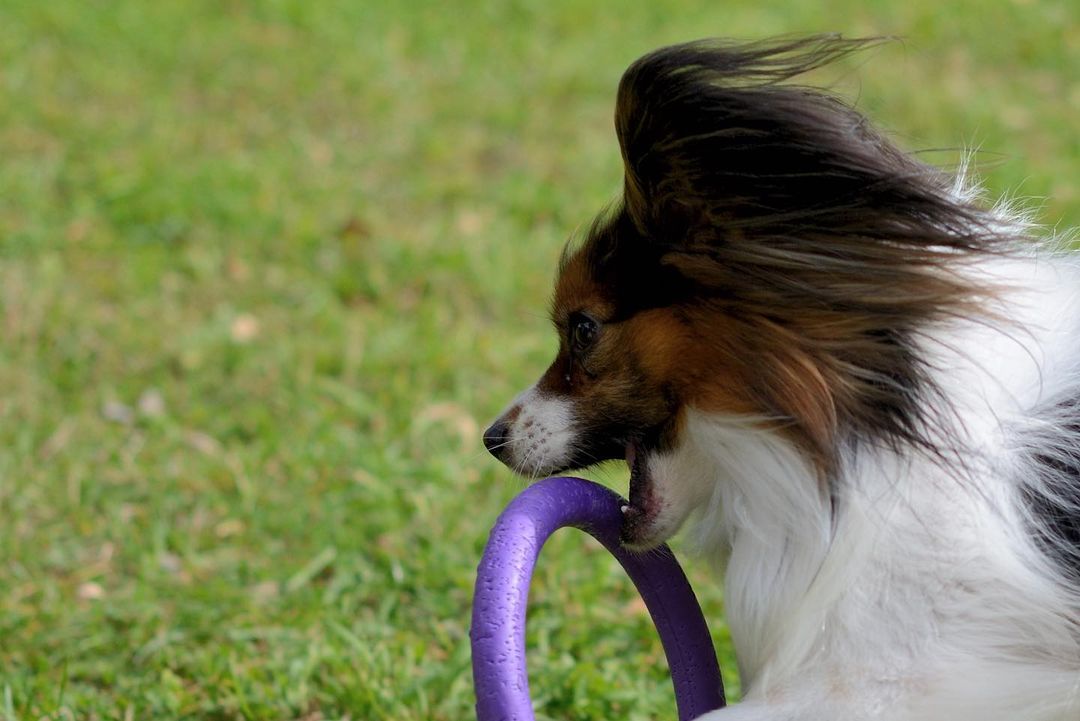 15 Amazing Facts About Papillons You Probably Never Knew 9